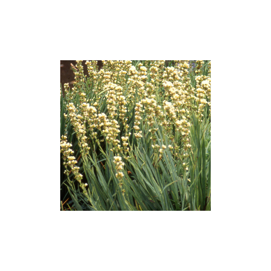 Plantes Vivaces SISYRINCHIUM striatum - Bermudienne en vente - Pépinière Lepage .