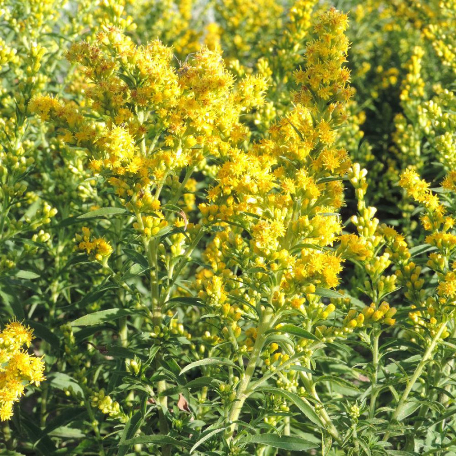 Plantes Vivaces SOLIDAGO 'Goldwedel' - Verge d'or en vente - Pépinière Lepage .