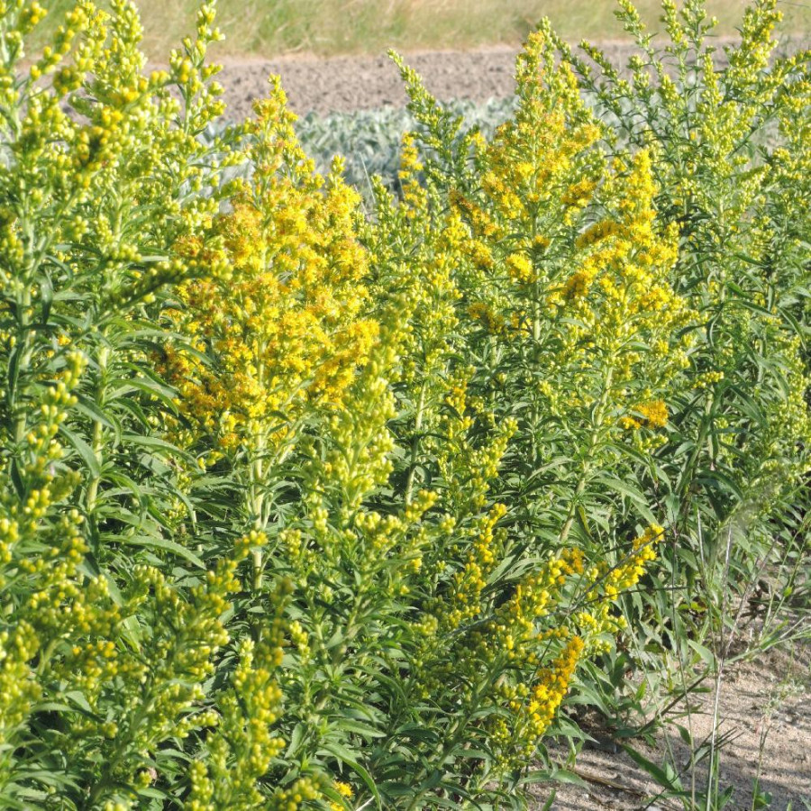 Plantes Vivaces SOLIDAGO 'Goldwedel' - Verge d'or en vente - Pépinière Lepage .