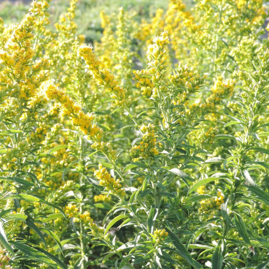 Plantes Vivaces SOLIDAGO 'Goldwedel' - Verge d'or en vente - Pépinière Lepage .