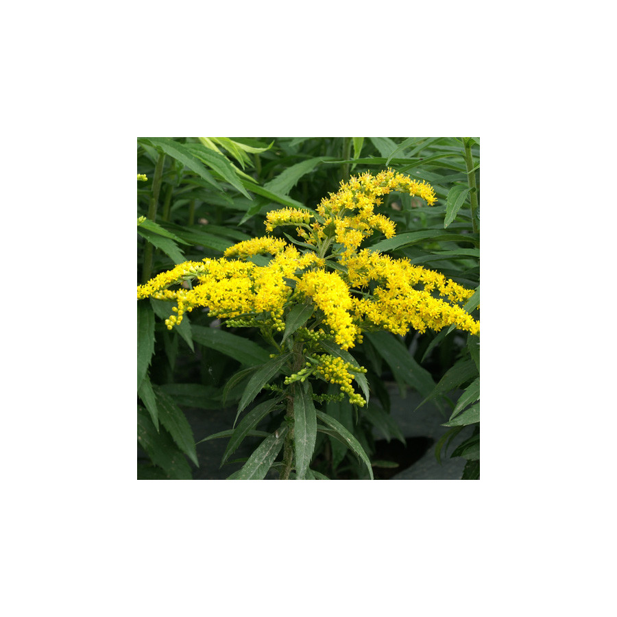 Plantes Vivaces SOLIDAGO 'Strahlenkrone' - Verge d'or en vente - Pépinière Lepage .