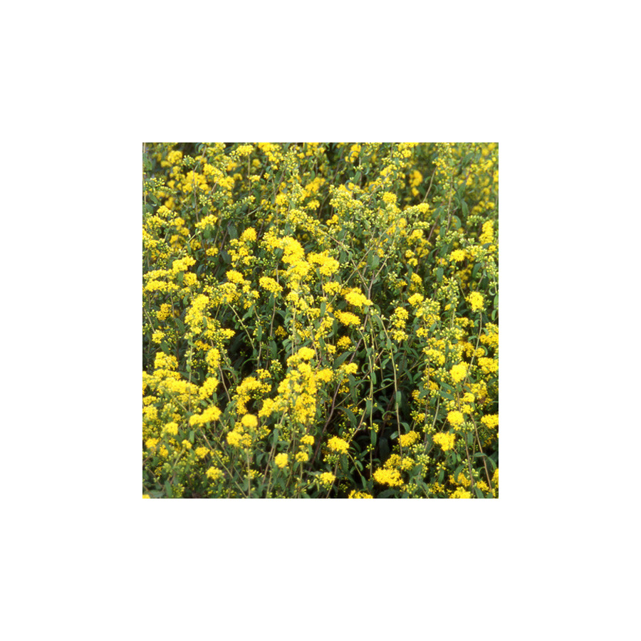 Plantes Vivaces SOLIDAGO caesia - Verge d'or en vente - Pépinière Lepage .