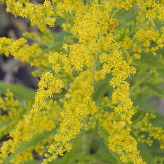 Plantes Vivaces SOLIDAGO caesia - Verge d'or en vente - Pépinière Lepage .