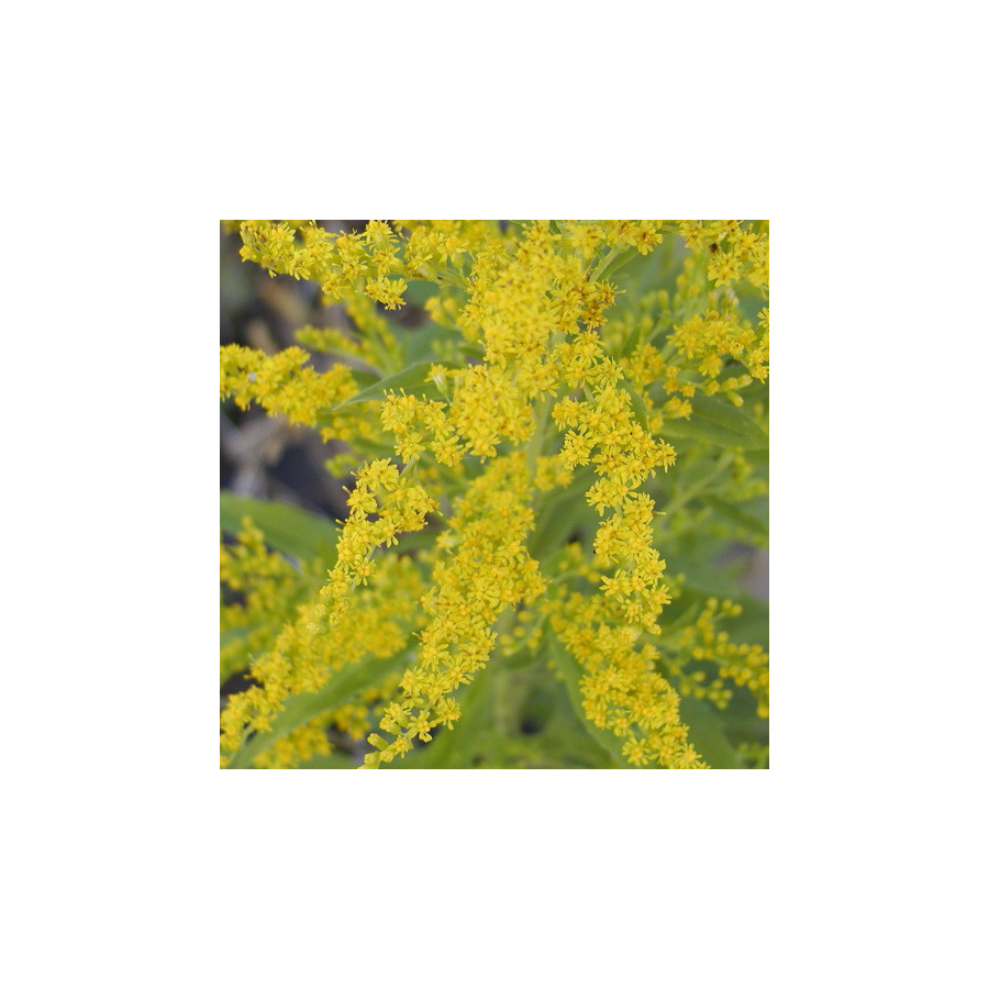 Plantes Vivaces SOLIDAGO caesia - Verge d'or en vente - Pépinière Lepage .