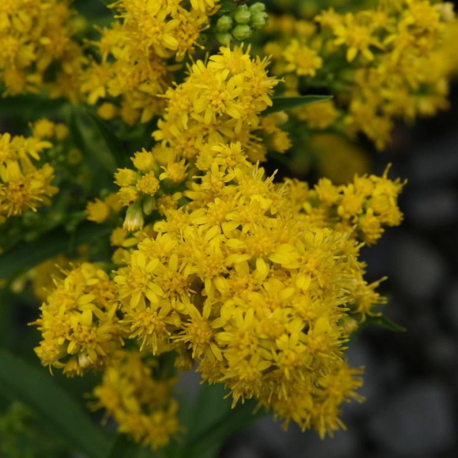 Plantes Vivaces SOLIDAGO cutleri - Verge d'or en vente - Pépinière Lepage .
