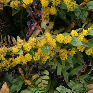 SOLIDAGO sphacelata 'Golden Fleece'