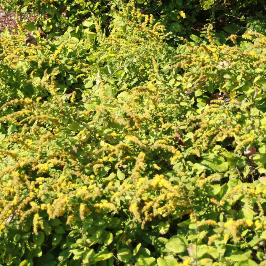 SOLIDAGO sphacelata 'Golden Fleece'