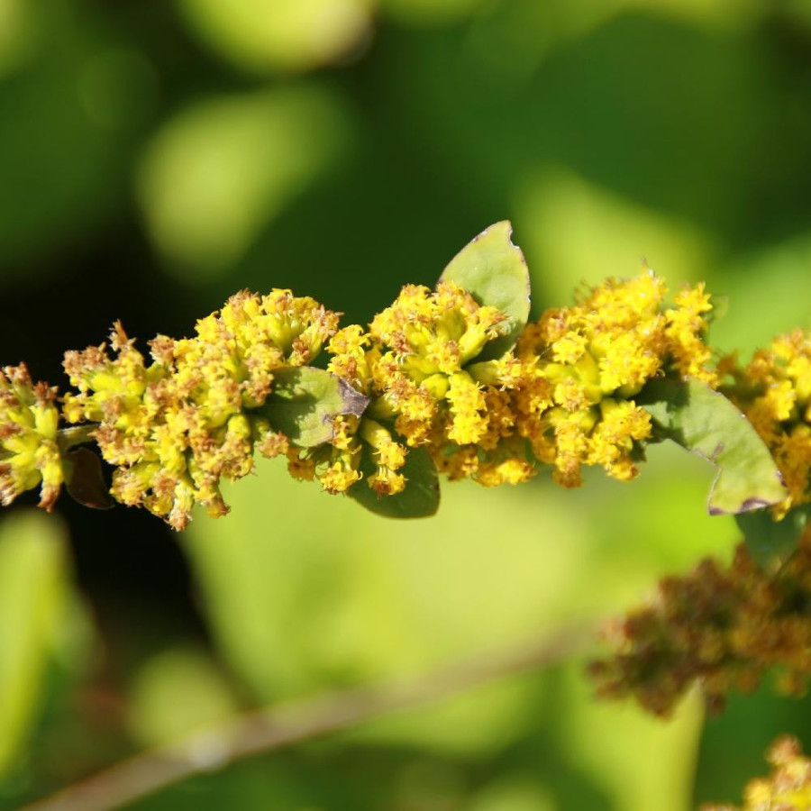 SOLIDAGO sphacelata 'Golden Fleece'