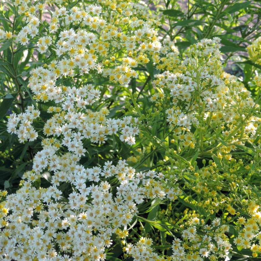 Plantes Vivaces SOLIDASTER luteus en vente - Pépinière Lepage .