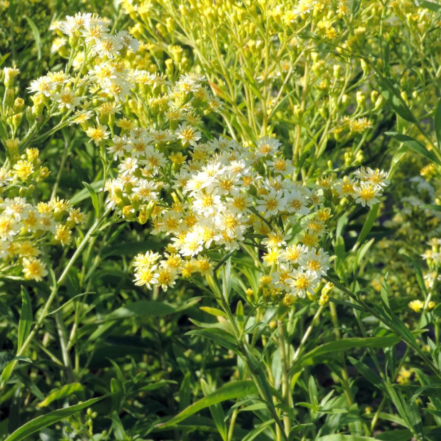 Plantes Vivaces SOLIDASTER luteus en vente - Pépinière Lepage .