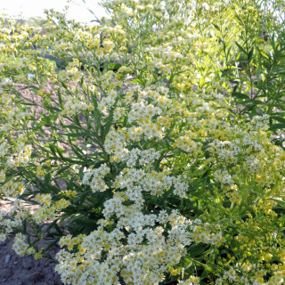 Plantes Vivaces SOLIDASTER luteus en vente - Pépinière Lepage .