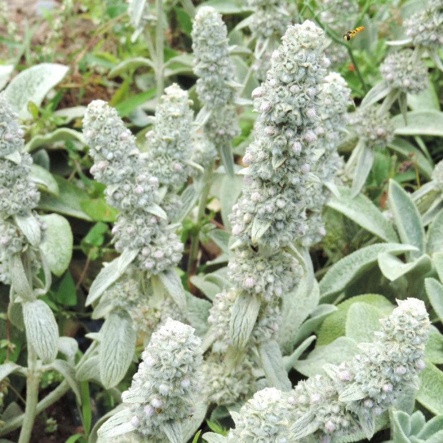 Plantes Vivaces STACHYS byzantina 'Cotton Boll' - Epiaire en vente - Pépinière Lepage .