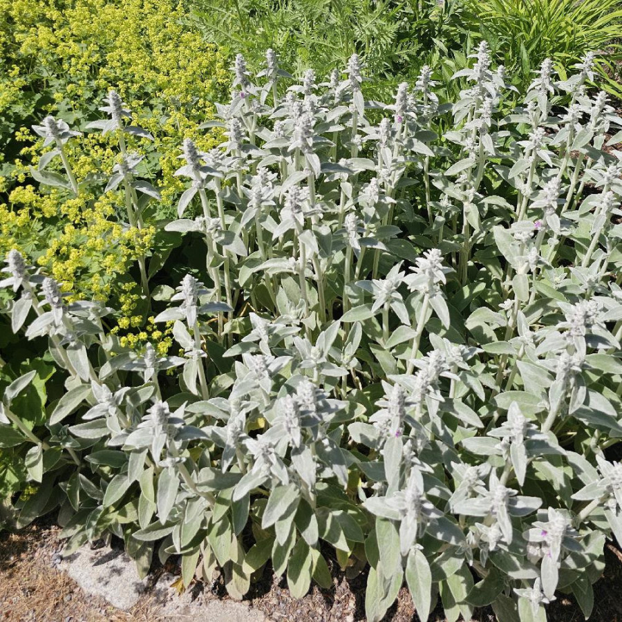 Plantes Vivaces STACHYS byzantina 'Silver Carpet' - Epiaire en vente - Pépinière Lepage .