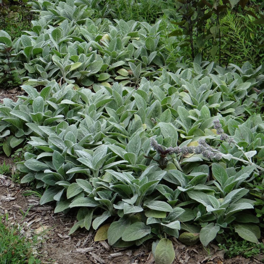 STACHYS byzantina 'Silver Spire'