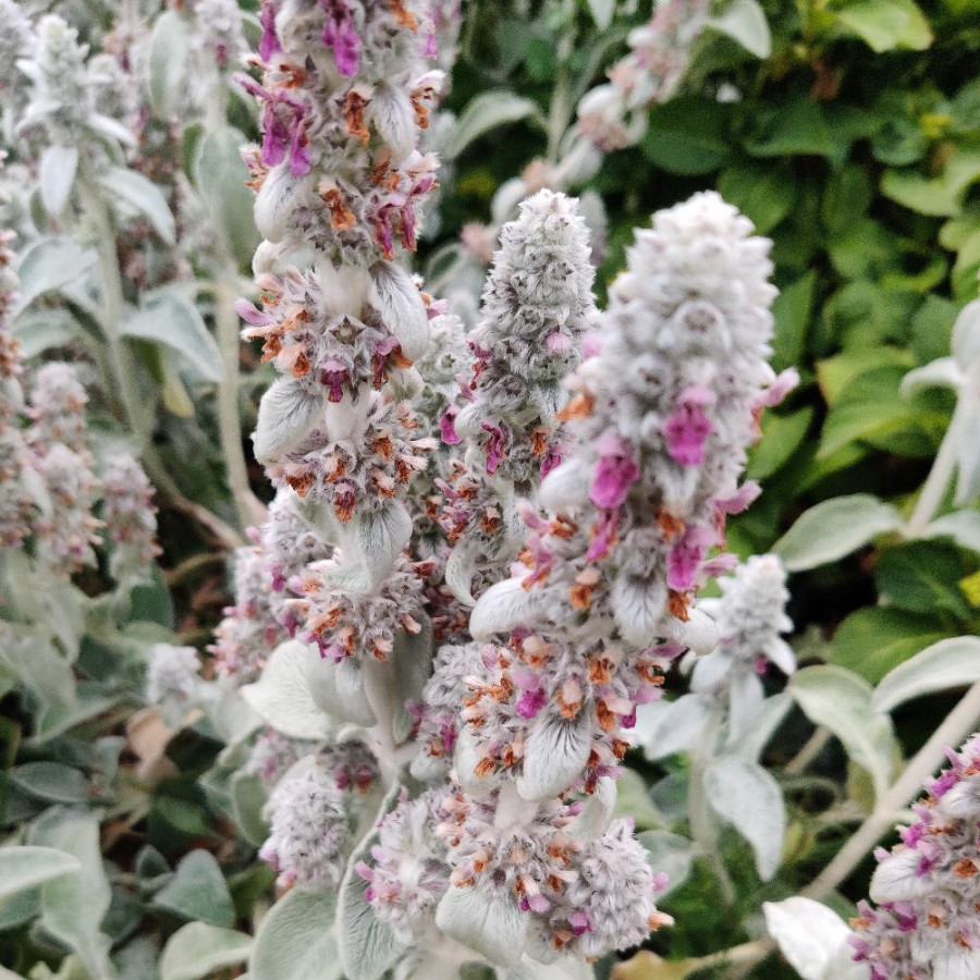 Plantes Vivaces STACHYS byzantina (olympica) - Epiaire en vente - Oreille d'ours en vente - Pépinière Lepage .