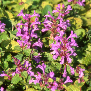 Plantes Vivaces STACHYS grandiflora 'Superba' - Epiaire en vente - Pépinière Lepage .