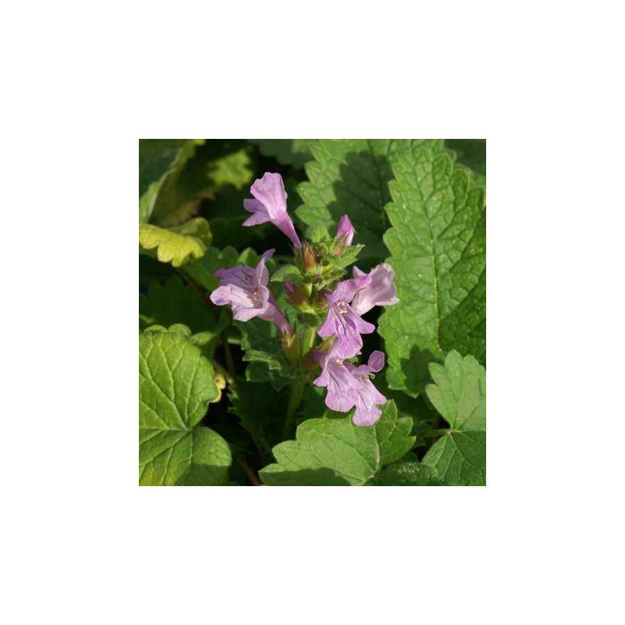 Plantes Vivaces STACHYS grandiflora 'Superba' - Epiaire en vente - Pépinière Lepage .