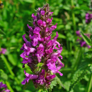 Plantes Vivaces STACHYS monieri 'Hummelo' - Epiaire en vente - Bétoine en vente - Pépinière Lepage .