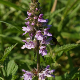 Plantes Vivaces STACHYS palustris en vente - Pépinière Lepage .