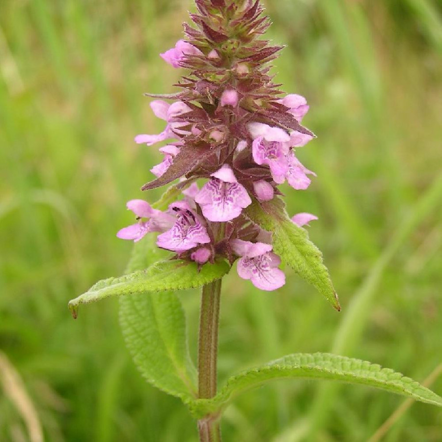 Plantes Vivaces STACHYS palustris en vente - Pépinière Lepage .