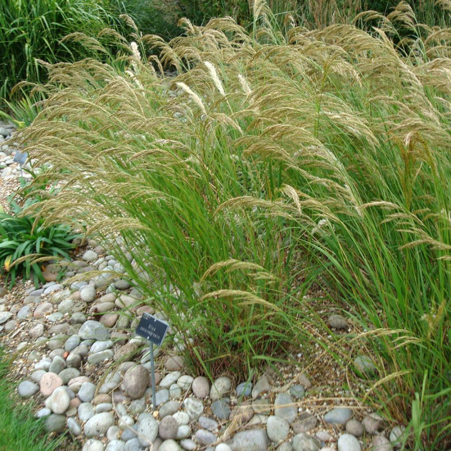 Plantes Vivaces STIPA calamagrostis (Achnatherum) - Stipe en vente - Pépinière Lepage .