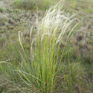 Plantes Vivaces STIPA capillata - Stipe en vente - Stipe capillaire en vente - Pépinière Lepage .