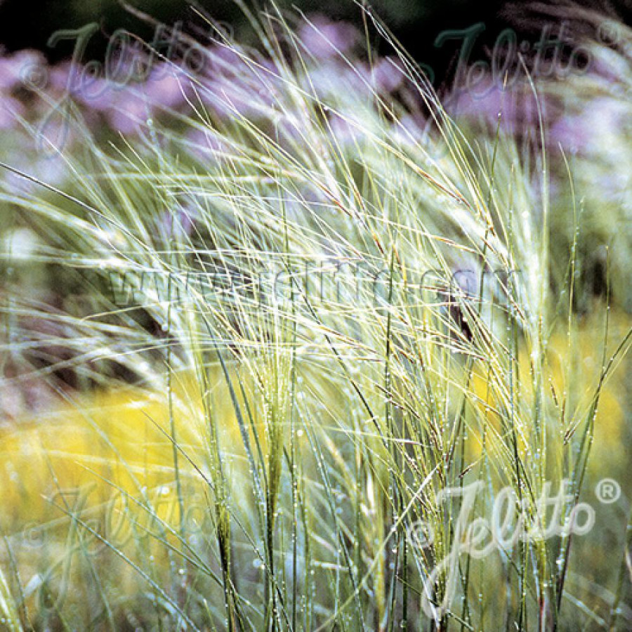 Plantes Vivaces STIPA capillata - Stipe en vente - Stipe capillaire en vente - Pépinière Lepage .