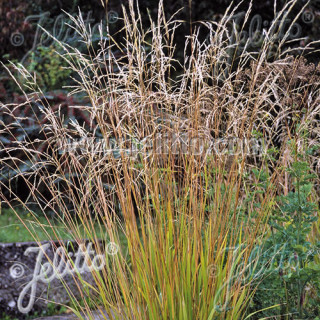 Plantes Vivaces STIPA extremiorientalis - Stipe en vente - Pépinière Lepage .