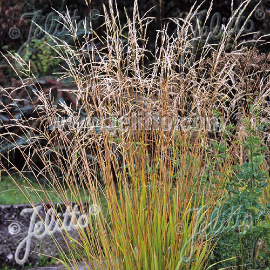 Plantes Vivaces STIPA extremiorientalis - Stipe en vente - Pépinière Lepage .