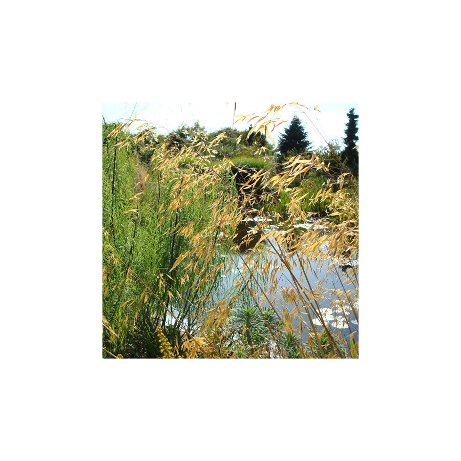Plantes Vivaces STIPA gigantea - Stipe en vente - Stipe géante en vente - Pépinière Lepage .