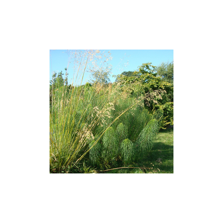Plantes Vivaces STIPA gigantea - Stipe en vente - Stipe géante en vente - Pépinière Lepage .