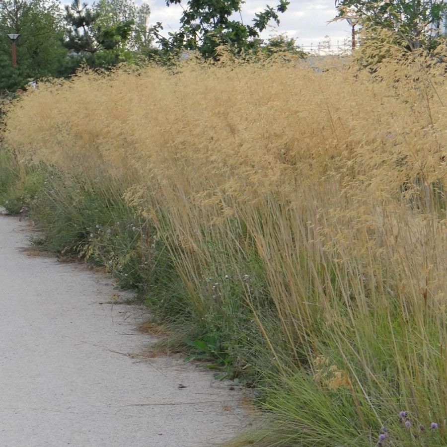 Plantes Vivaces STIPA gigantea - Stipe en vente - Stipe géante en vente - Pépinière Lepage .