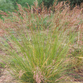 Plantes Vivaces STIPA pennata - Stipe en vente - Stipe pennée en vente - Pépinière Lepage .