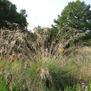 Plantes Vivaces STIPA splendens (Achnatherum) - Stipe en vente - Pépinière Lepage .