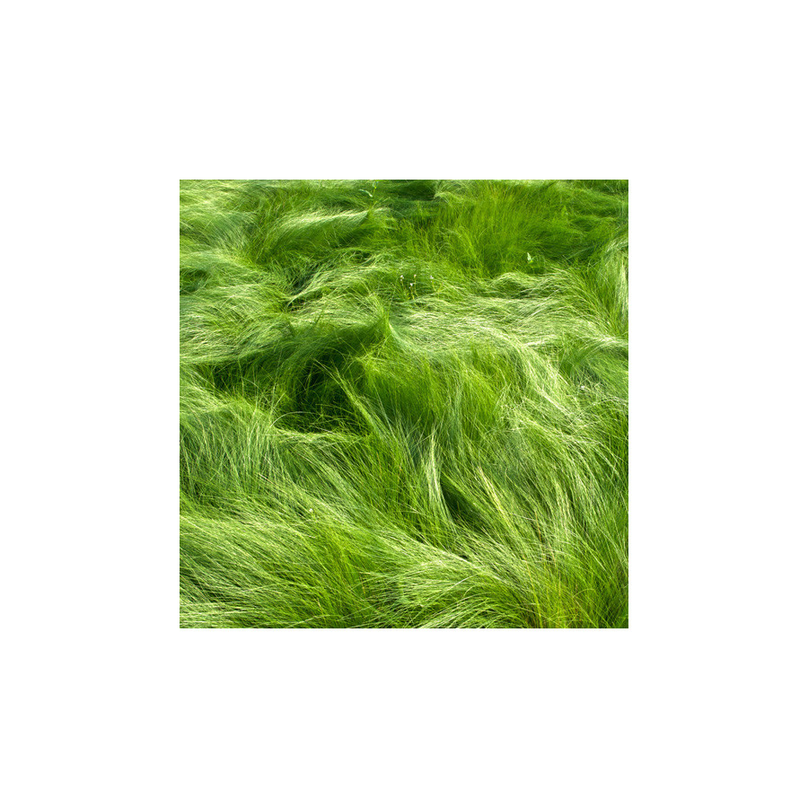 Plantes Vivaces STIPA tenuifolia - Stipe en vente - Cheveux d'ange en vente - Pépinière Lepage .