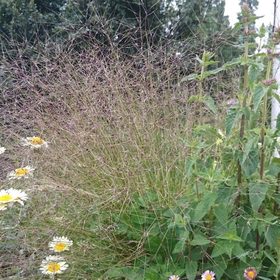 Plantes Vivaces STIPA trichotoma 'Palomino' - Stipe en vente - Cheveux d'ange en vente - Pépinière Lepage .
