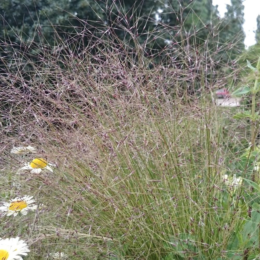 Plantes Vivaces STIPA trichotoma 'Palomino' - Stipe en vente - Cheveux d'ange en vente - Pépinière Lepage .