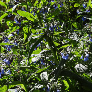 SYMPHYTUM azureum