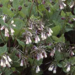 SYMPHYTUM grandiflorum