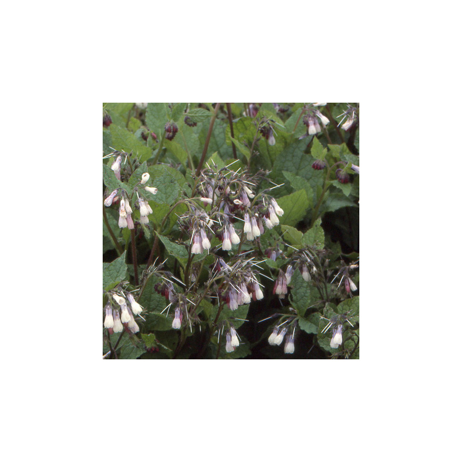 Plantes Vivaces SYMPHYTUM grandiflorum - Consoude en vente - Pépinière Lepage .
