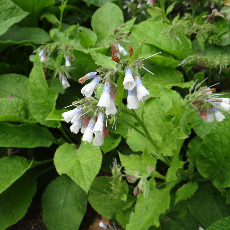Plantes Vivaces SYMPHYTUM grandiflorum 'Hidcote Blue' - Consoude en vente - Pépinière Lepage .