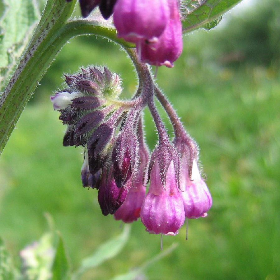 SYMPHYTUM officinale
