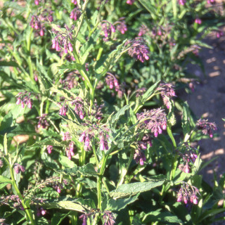 Plantes Vivaces SYMPHYTUM officinale 'Purpureum' - Consoude en vente - Pépinière Lepage .