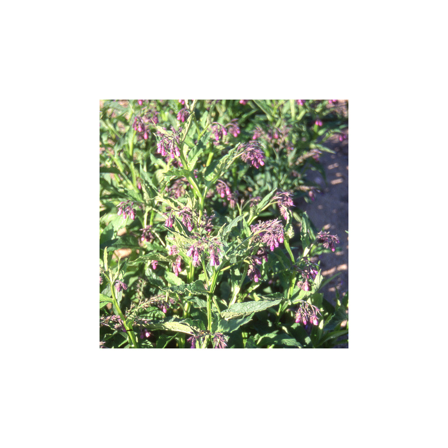 Plantes Vivaces SYMPHYTUM officinale 'Purpureum' - Consoude en vente - Pépinière Lepage .