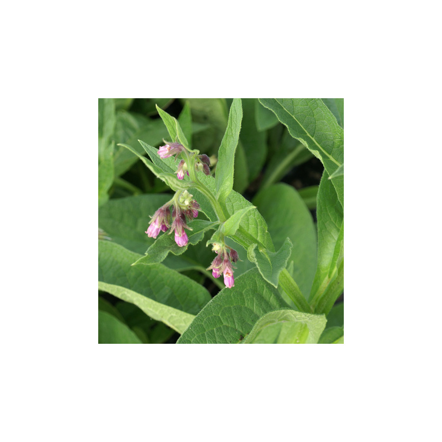 Plantes Vivaces SYMPHYTUM officinale 'Purpureum' - Consoude en vente - Pépinière Lepage .