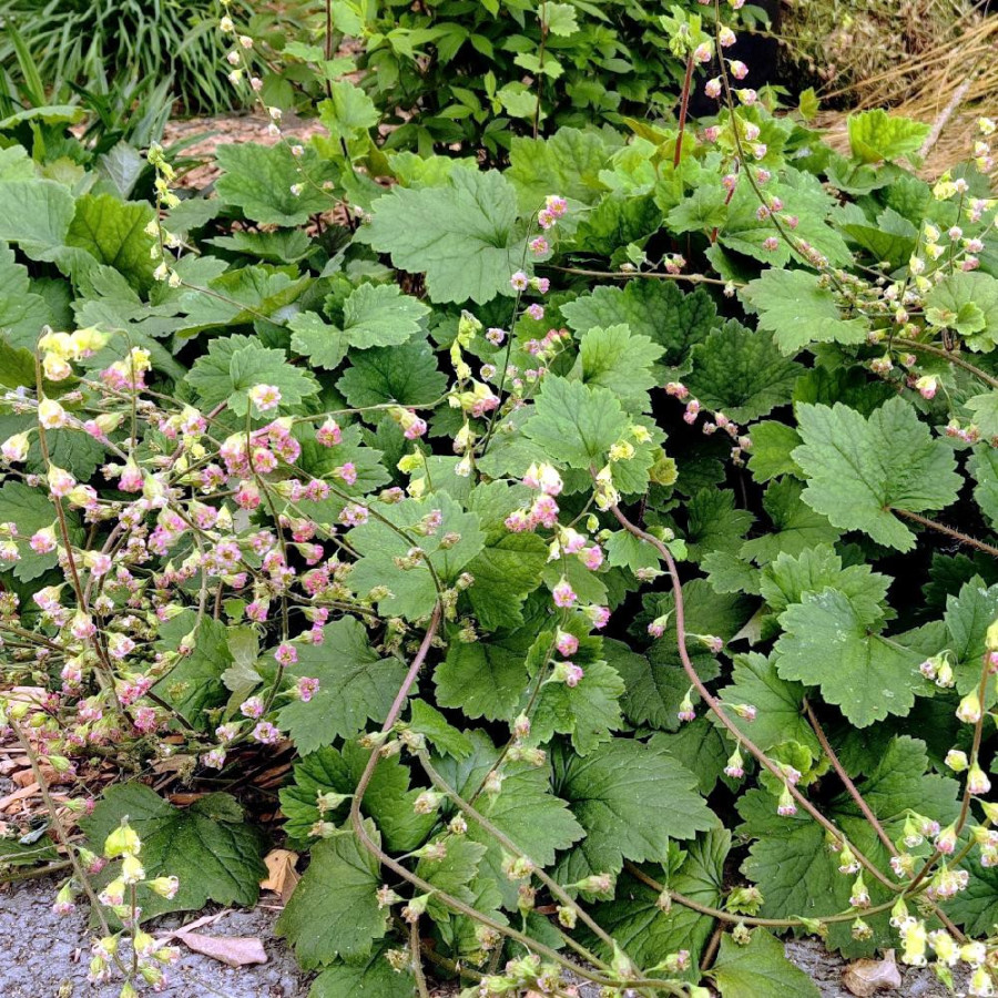 Plantes Vivaces TELLIMA grandiflora en vente - Pépinière Lepage .