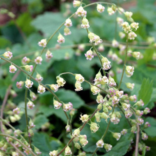 Plantes Vivaces TELLIMA grandiflora en vente - Pépinière Lepage .