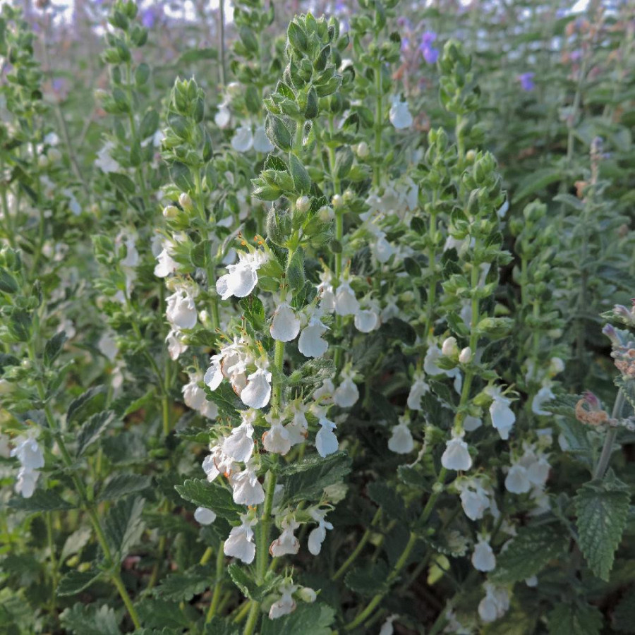 Plantes Vivaces TEUCRIUM chamaedrys 'Album' - Germandrée en vente - Pépinière Lepage .