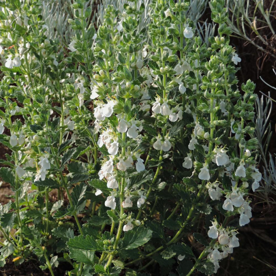 Plantes Vivaces TEUCRIUM chamaedrys 'Album' - Germandrée en vente - Pépinière Lepage .