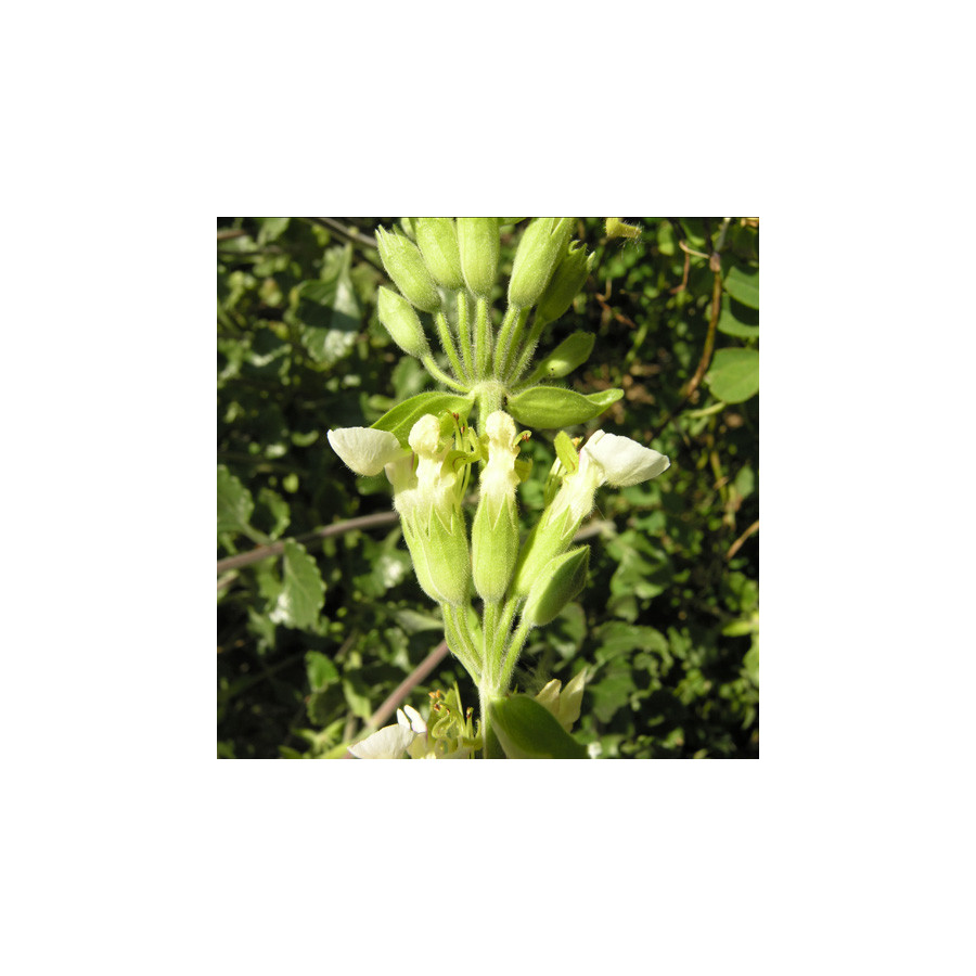 Plantes Vivaces TEUCRIUM flavum - Germandrée en vente - Pépinière Lepage .